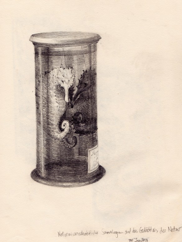 Hippocampus gutturalis